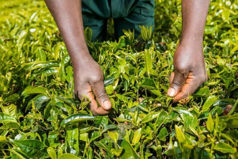 From Nairobi: Kiambethu Tea Farm Tour &Lunch - FAQ