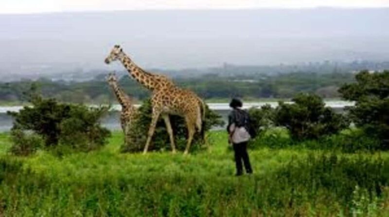 * From Nairobi: Lake Naivasha and Hell's Gate 2-Days.AW - Practical Tips for Travelers