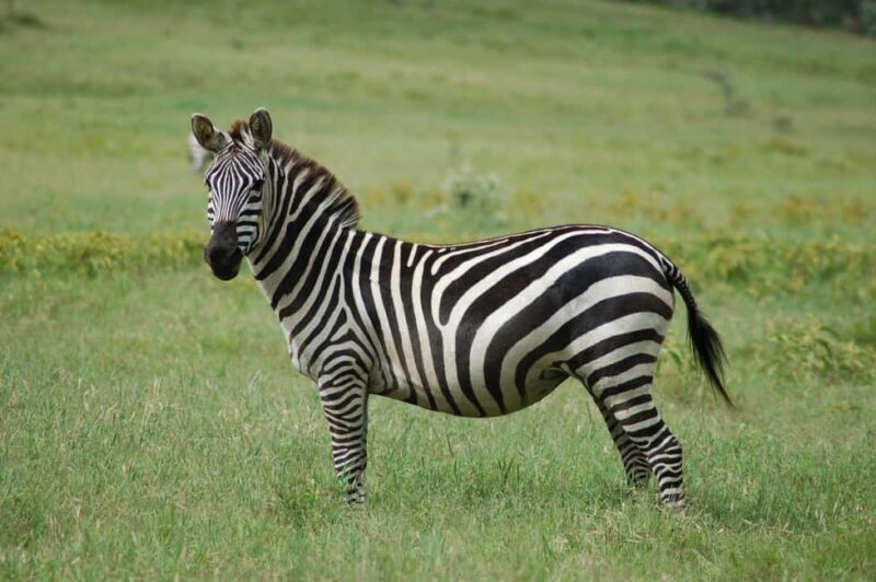 From Nairobi : Lake Naivasha Boat ride and Crescent island - Key Points