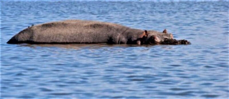 From Nairobi : Lake Naivasha Boat ride and Crescent island - An Overview of the Experience