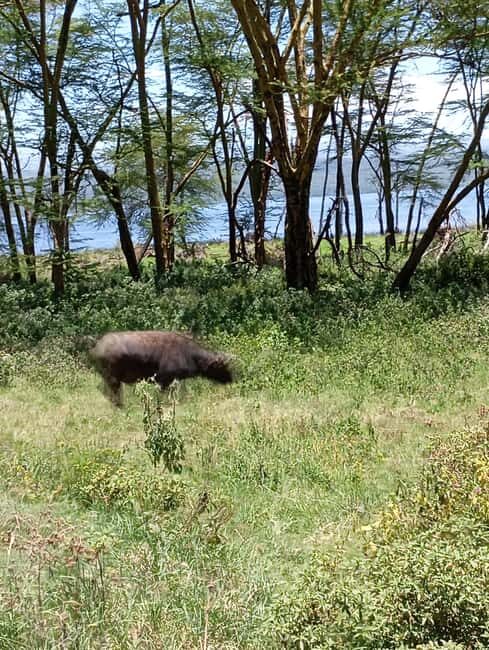 From Nairobi: Lake Nakuru National Park and Lake Naivasha - Exploring the Day Trip: A Detailed Look