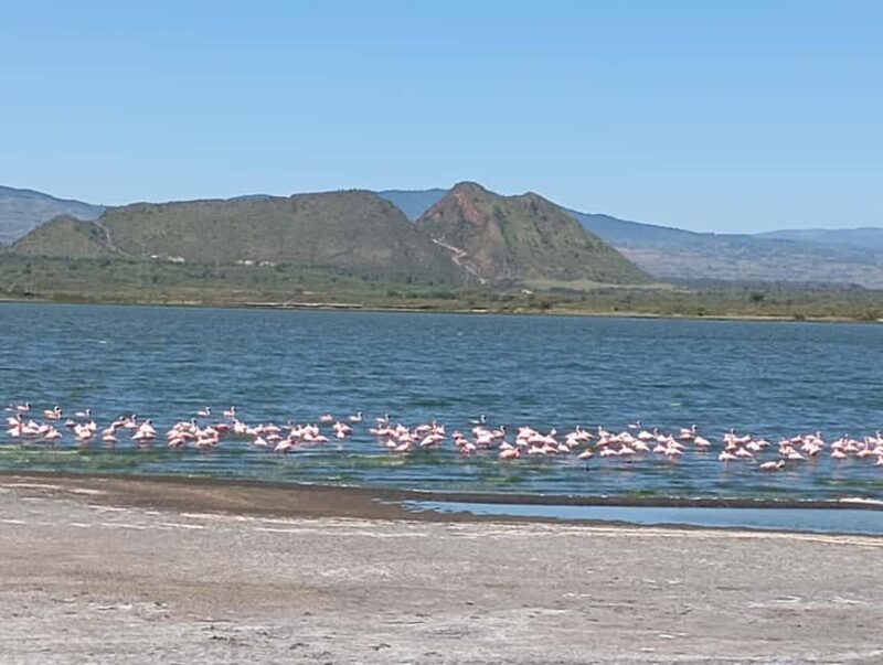 From Nairobi: Lake Nakuru National Park and Lake Naivasha - Who Will Love This Trip?