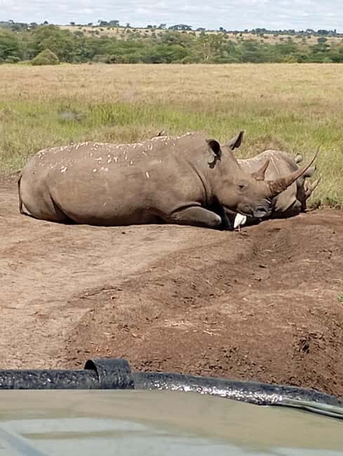 From Nairobi: Lake Nakuru National Park and Lake Naivasha - The Sum Up