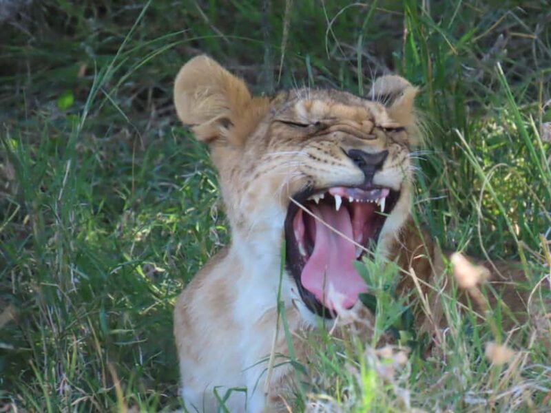 From Nairobi: Lake Nakuru National Park and Lake Naivasha - FAQ