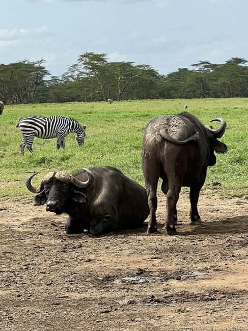 From Nairobi: Lake Nakuru National Park Day Trip - Authentic Experiences & Authenticity