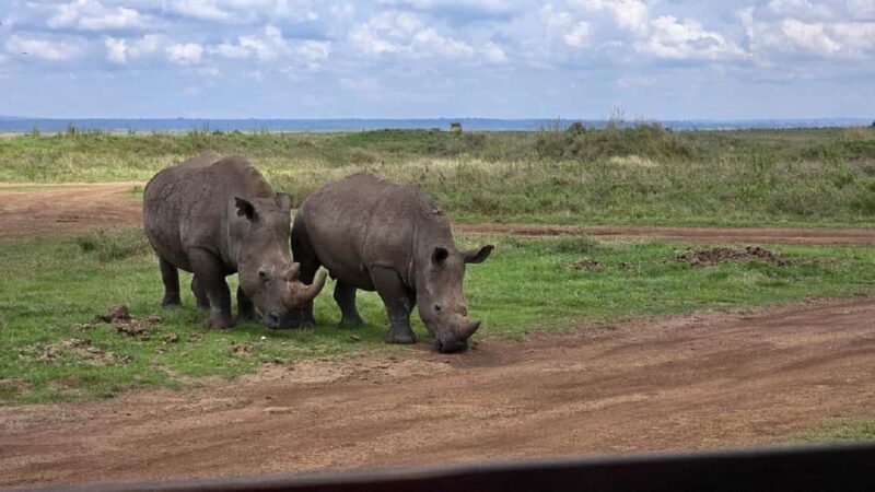 From Nairobi: Lake Nakuru National Park Day Trip - Who Will Enjoy This Tour?
