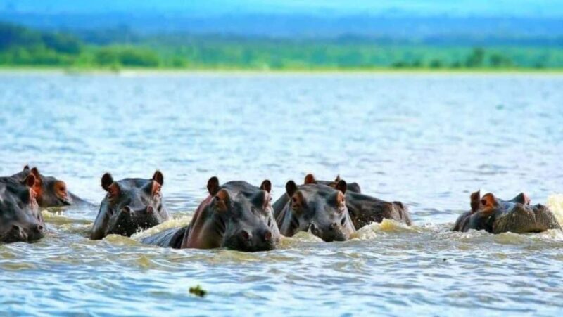 From Nairobi: Lakes Nakuru & Naivasha National Park Day Tour - Key Points