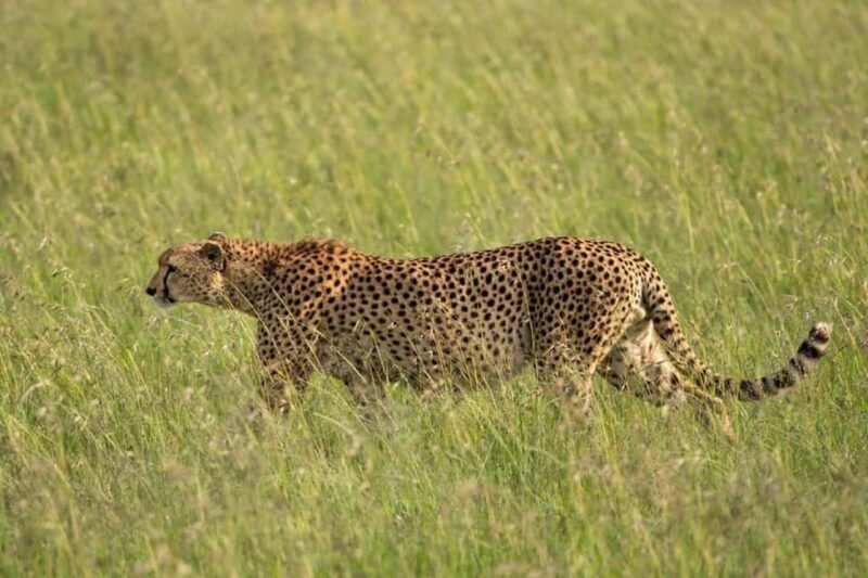 From Nairobi: Lakes Nakuru & Naivasha National Park Day Tour - FAQs