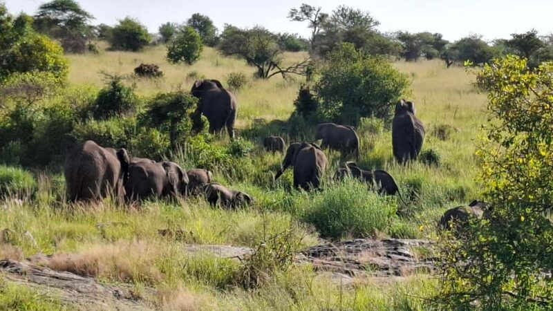 From Nairobi: Masai Mara 6-day Budget Safari - An In-Depth Look at the Itinerary and Experience