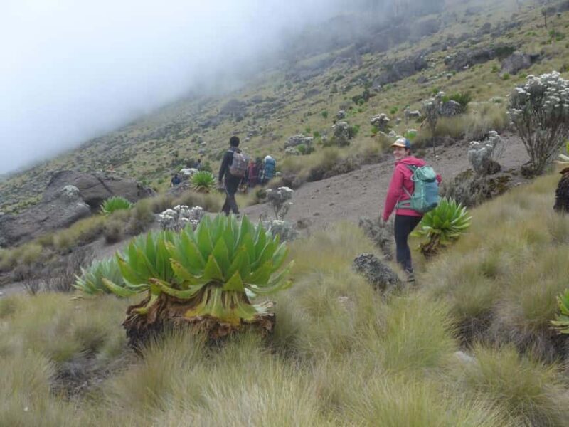 From Nairobi: Mount Kenya 4-Day Trekking Experience - Who Is This Tour Perfect For?