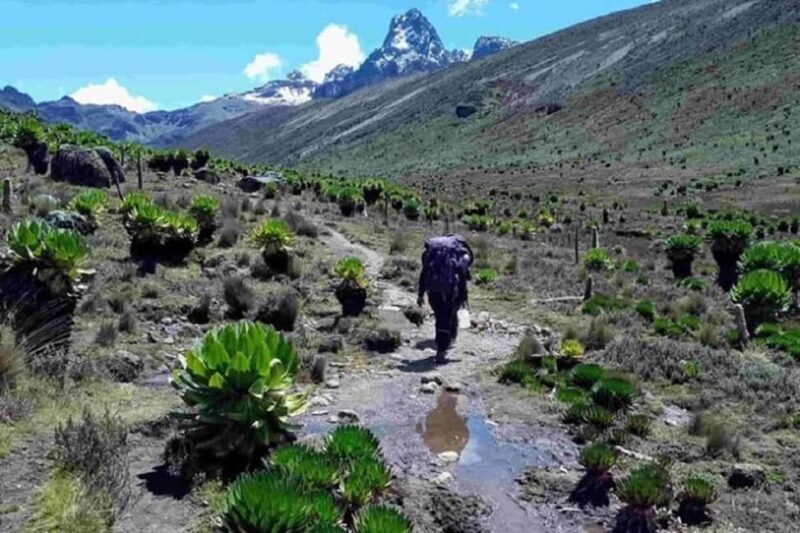 From Nairobi: Mount Kenya National Park Hike with Lunch - An In-Depth Look at the Itinerary