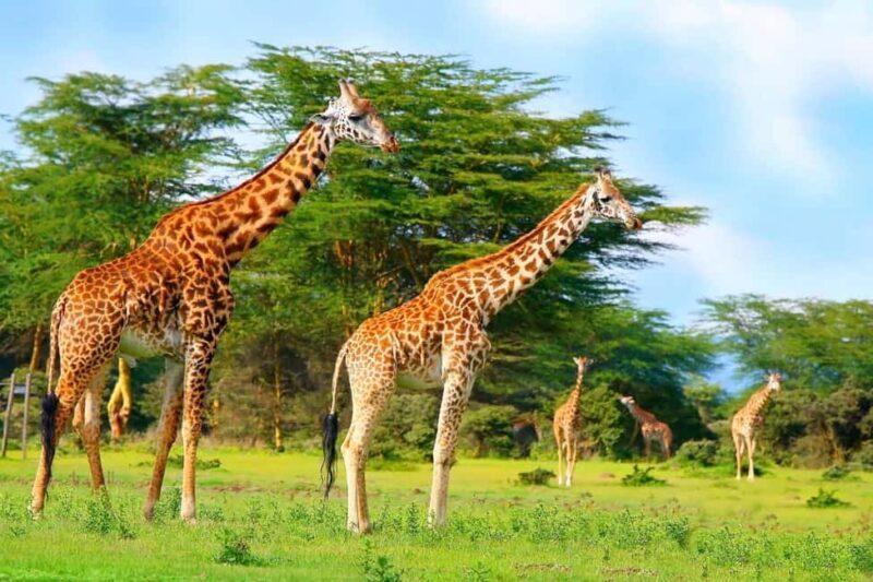 From Nairobi: Mt Longonot Hiking Day Tour - Authentic Experiences and Real Traveler Feedback