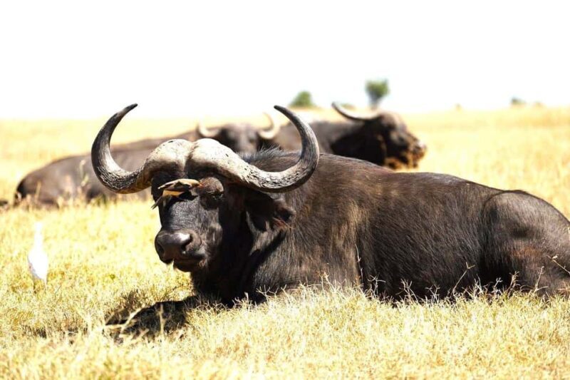 From Nairobi: Ol Pejeta Conservancy Day Trip with Game Drive - Key Points