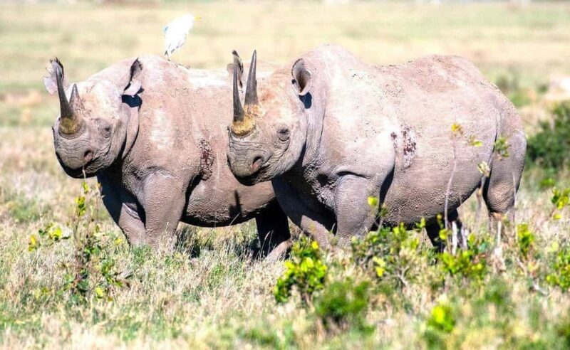 From Nairobi: Ol Pejeta Conservancy Day Trip with Game Drive - An Early Start with Big Rewards