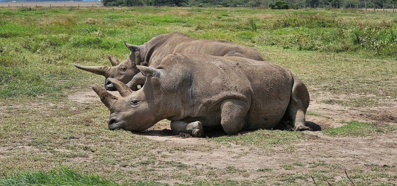 From Nairobi: Ol Pejeta Conservancy Day Trip with Game Drive - Lunch at Serena Sweetwaters Lodge