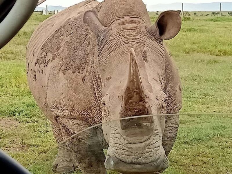 From Nairobi: Ol Pejeta Conservancy Day Trip with Game Drive - The Afternoon Game Drive & Final Encounters