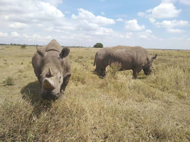 From Nairobi: Ol Pejeta Conservancy Day Trip with Game Drive - Practical Details & Tips