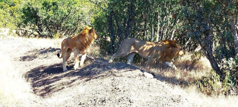 From Nairobi: Ol Pejeta Conservancy Day Trip with Game Drive - Reviews & Authentic Insights