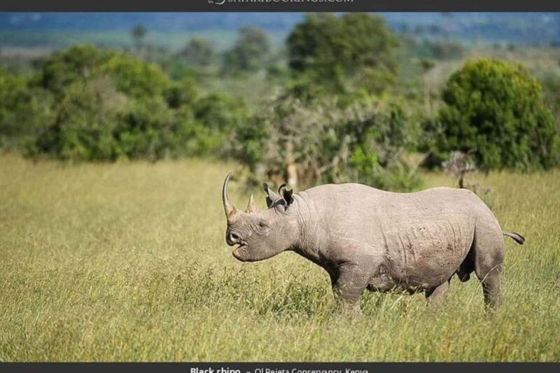 From Nairobi: Ol Pejeta Conservancy Day Trip with Game Drive - A Practical Overview of the Ol Pejeta Day Trip