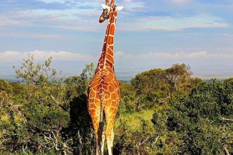 From Nairobi: Ol Pejeta Conservancy Day Trip with Game Drive - Why This Tour Fits Certain Travelers