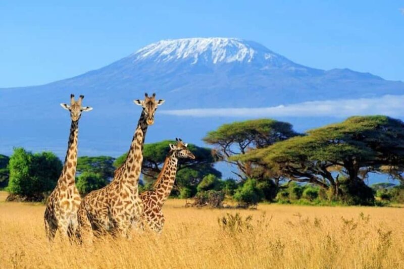 From Nairobi: Overnight Amboseli National Park Safari - Key Points