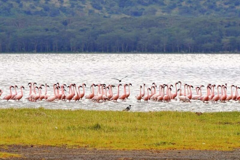 From Nairobi: Overnight Lake Nakuru and Hells Gate - Key Points