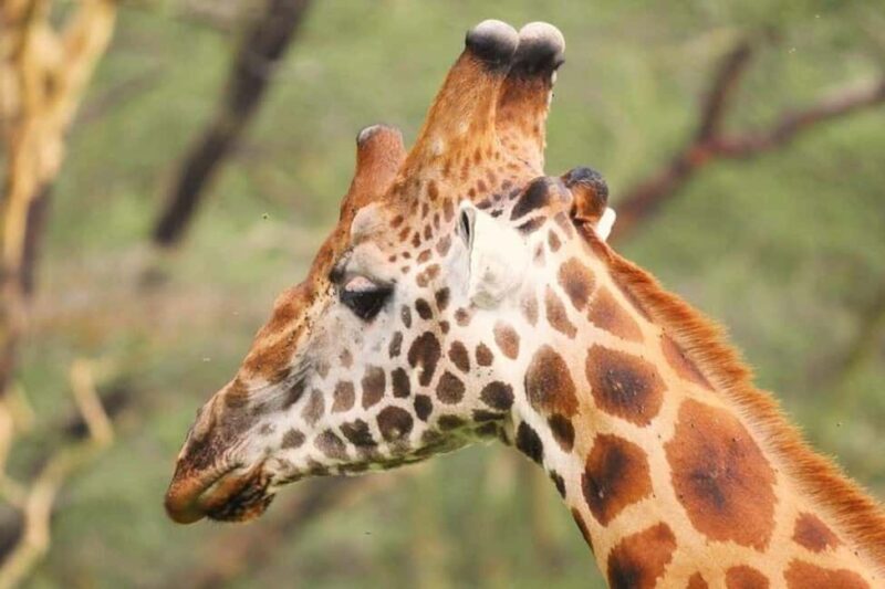 From Nairobi: Overnight Lake Nakuru and Hells Gate - An In-Depth Look at the Tour Experience