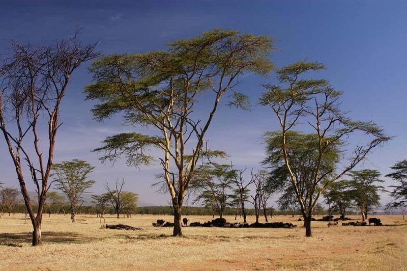 From Nairobi: Overnight Lake Nakuru & Hell's Gate Park - A Closer Look at the Itinerary