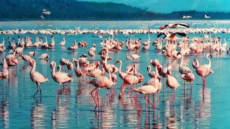 From Nairobi: Overnight Lake Nakuru & Hell's Gate Park - What Makes This Tour Stand Out