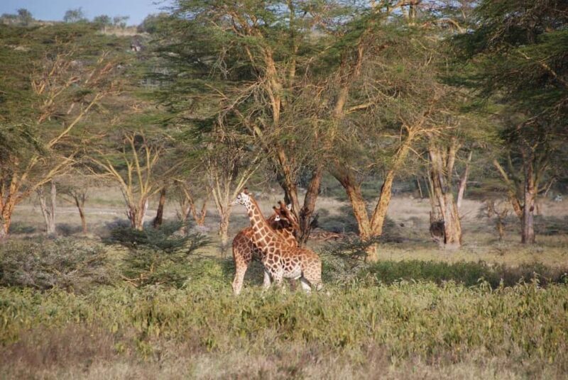 From Nairobi: Overnight Lake Nakuru & Hell's Gate Park - Why This Tour Works