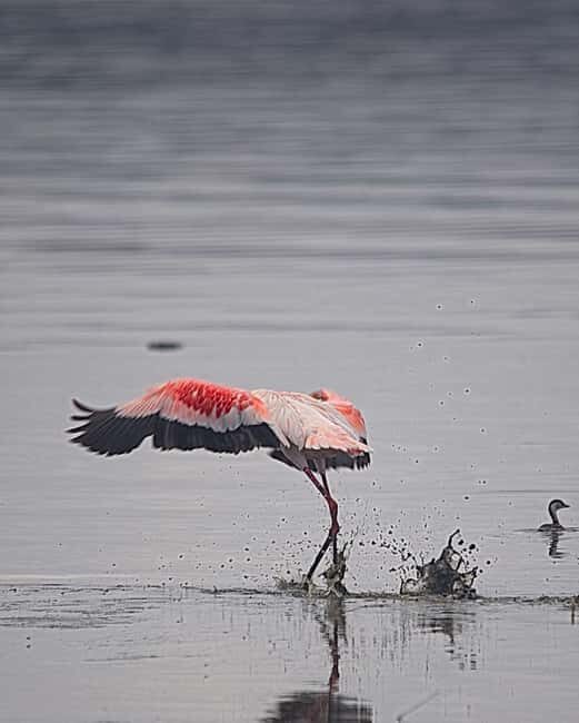 From Nairobi: Overnight Lake Nakuru & Hell's Gate Park - Summary