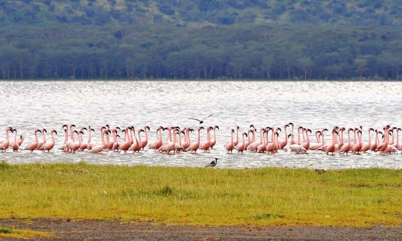 From Nairobi: Overnight Lake Nakuru & Hell's Gate Park - Who Will Love This Tour?