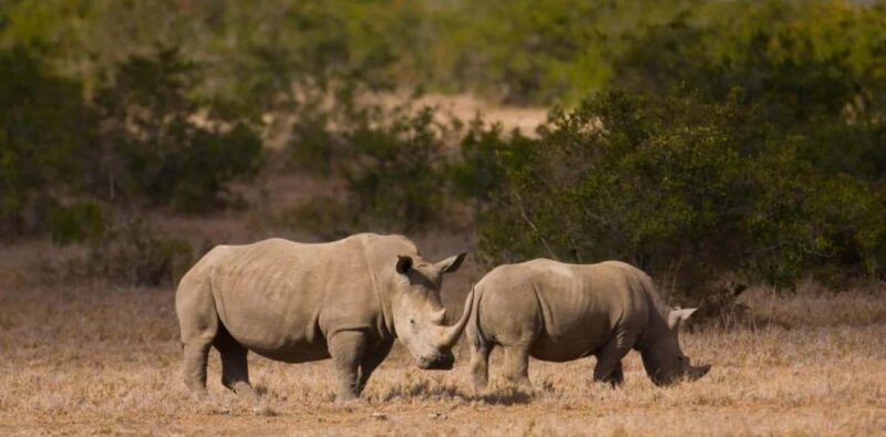 From Nairobi: Overnight Ol Pejeta Conservancy Safari - Key Points