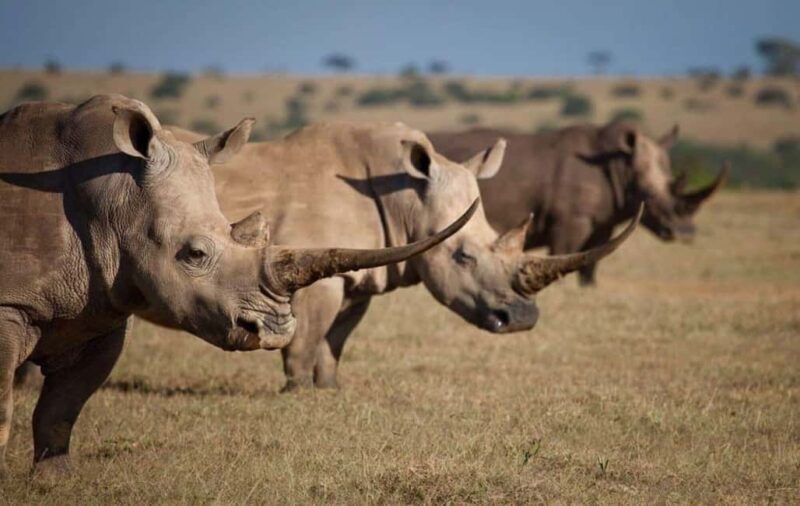 From Nairobi: Overnight Ol Pejeta Conservancy Safari - The Itinerary Breakdown: What to Expect from Start to Finish