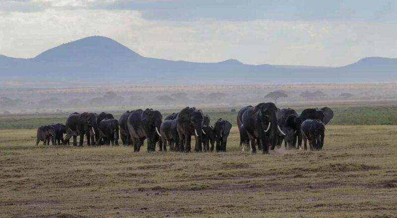 From Nairobi: Overnight Safari to Amboseli Park - Key Points