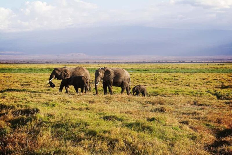 From Nairobi: Overnight Safari to Amboseli Park - Why This Tour Offers Great Value