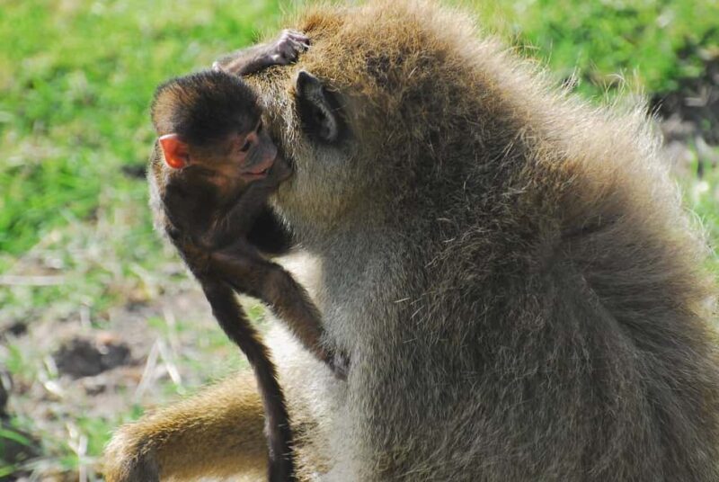 From Nairobi: Overnight Safari to Amboseli Park - Who Is This Tour Best For?