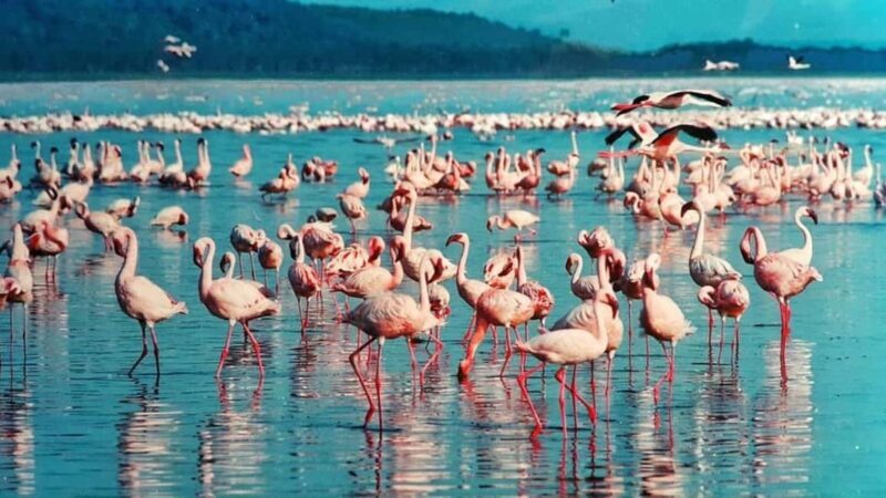 From Nairobi Safari: 4-Day Maasai Mara and Lake Nakuru - A Closer Look at the 4-Day Safari Experience