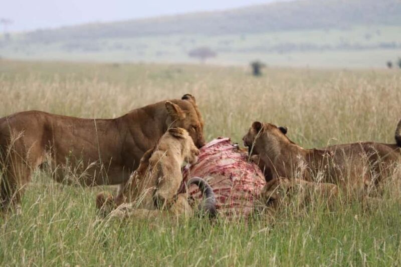 From Nairobi Safari: 4-Day Maasai Mara and Lake Nakuru - Practical Tips for Travelers