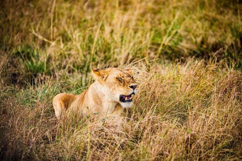 From Nairobi Safari: 4-Day Maasai Mara and Lake Nakuru - Final Thoughts