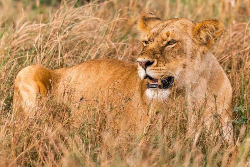 From Nairobi Safari: 4-Day Maasai Mara and Lake Nakuru - FAQ