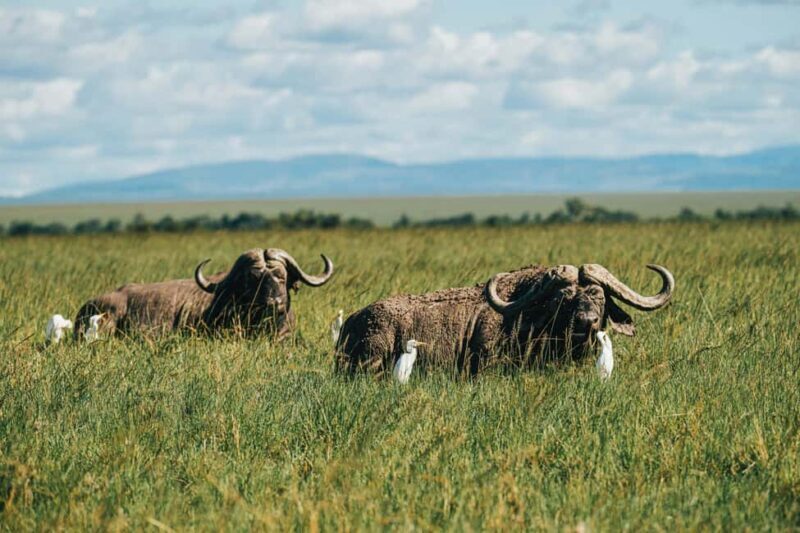 From Nairobi: Soroi Lions Bluff 3-day Safari & Accommodation - Introduction