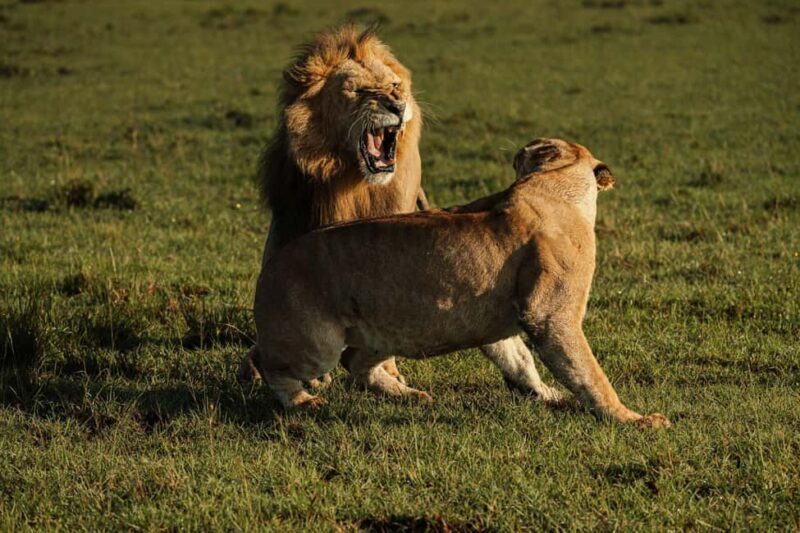From Nairobi: Soroi Lions Bluff 3-day Safari & Accommodation - Key Points