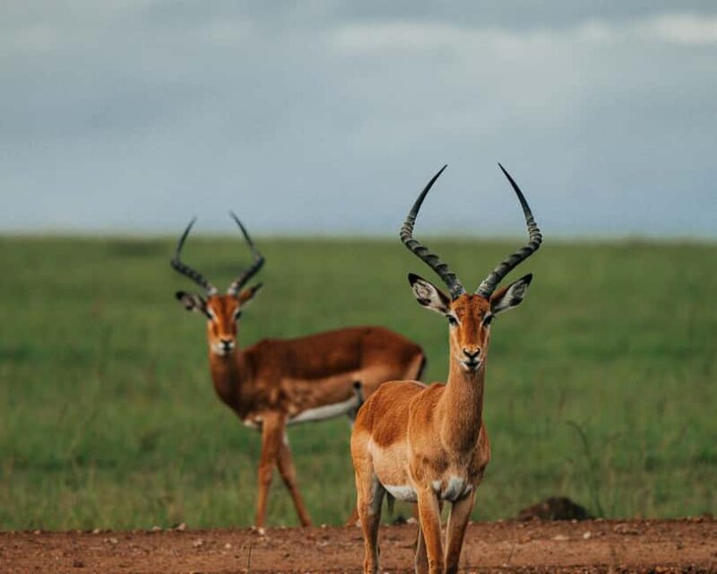From Nairobi: Soroi Lions Bluff 3-day Safari & Accommodation - The Practical Side: What’s Included and What’s Not