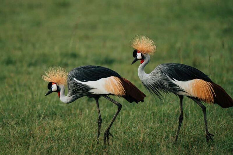 From Nairobi: Soroi Lions Bluff 3-day Safari & Accommodation - FAQ