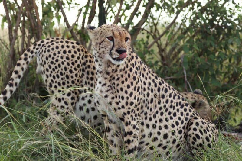 From Nairobi to Masai Mara: 3-Day 2- Nights in Masai Mara - Key Points