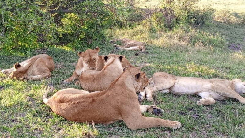 From Nairobi to Masai Mara: 3-Day 2- Nights in Masai Mara - Visiting the Maasai Village