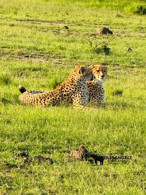 From Nairobi to Masai Mara Reserve & Village visit Day trip - Key Points