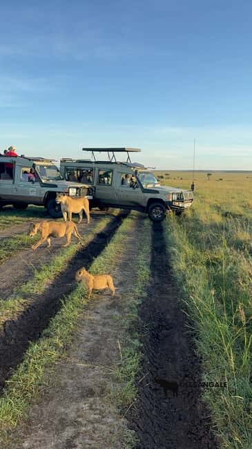 From Nairobi to Masai Mara Reserve & Village visit Day trip - Visiting a Maasai Village
