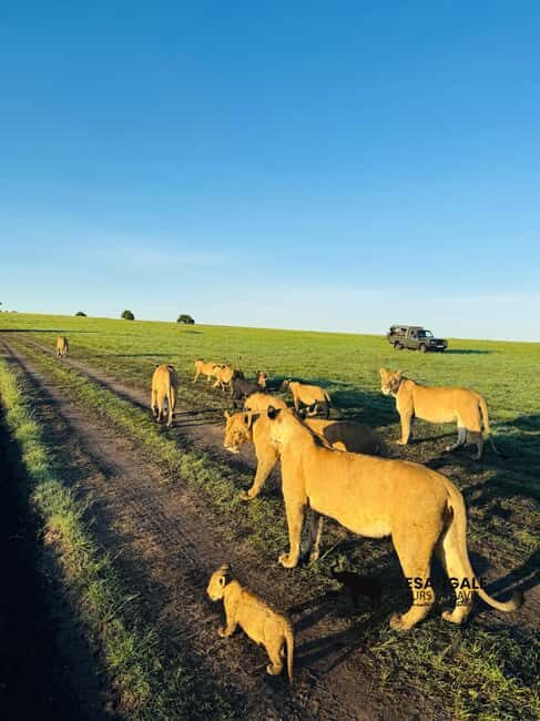 From Nairobi to Masai Mara Reserve & Village visit Day trip - What’s Included & What to Budget For